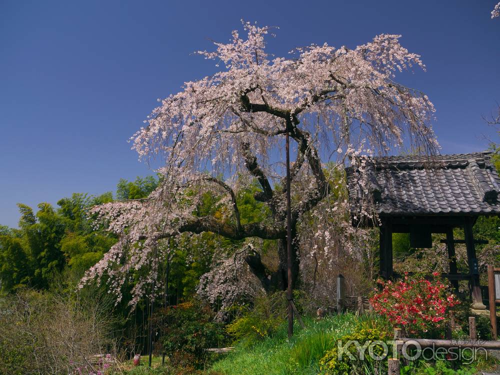 地蔵禅院にある円山公園の祇園しだれの姉妹木