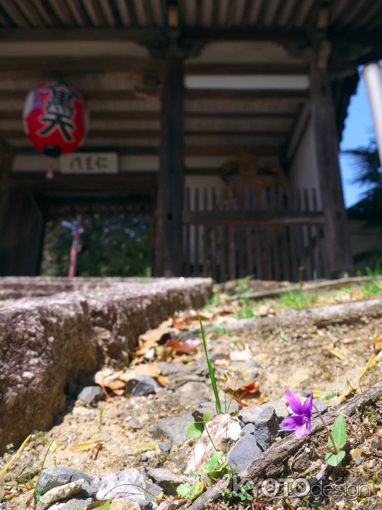 宝積寺仁王門とスミレ