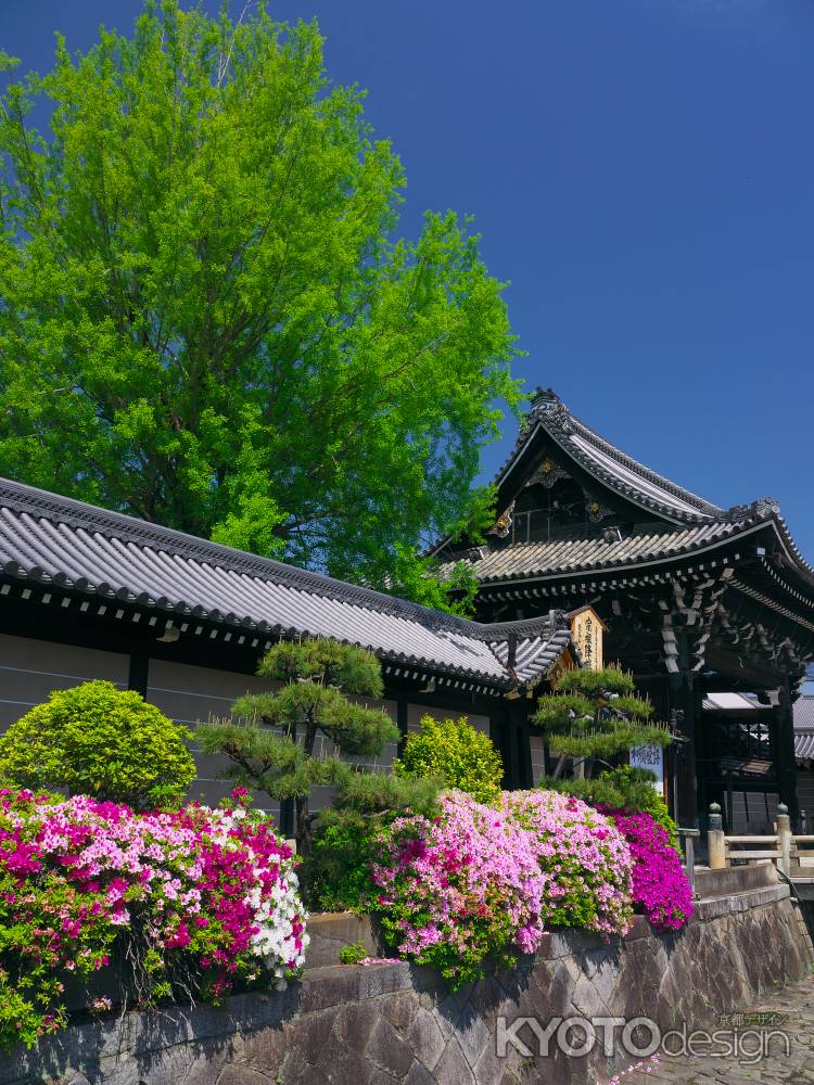 西本願寺 御影堂門とつつじ