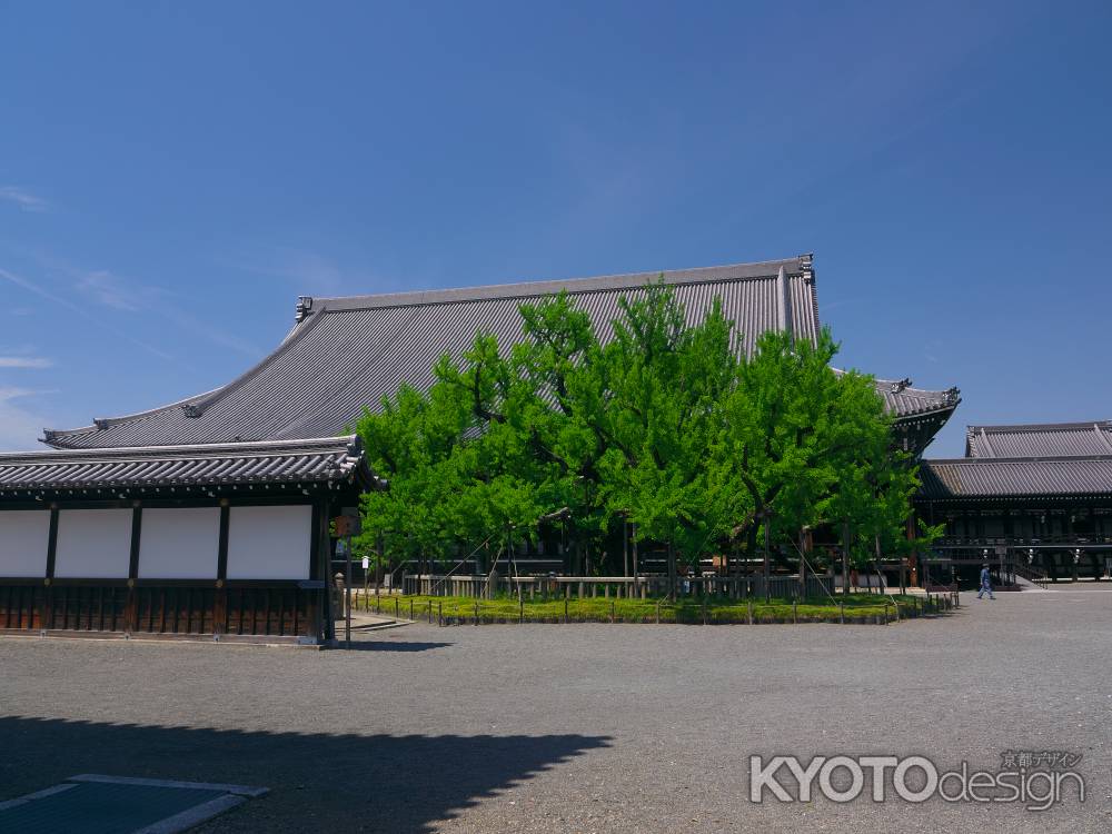 西本願寺の青葉の逆さ銀杏