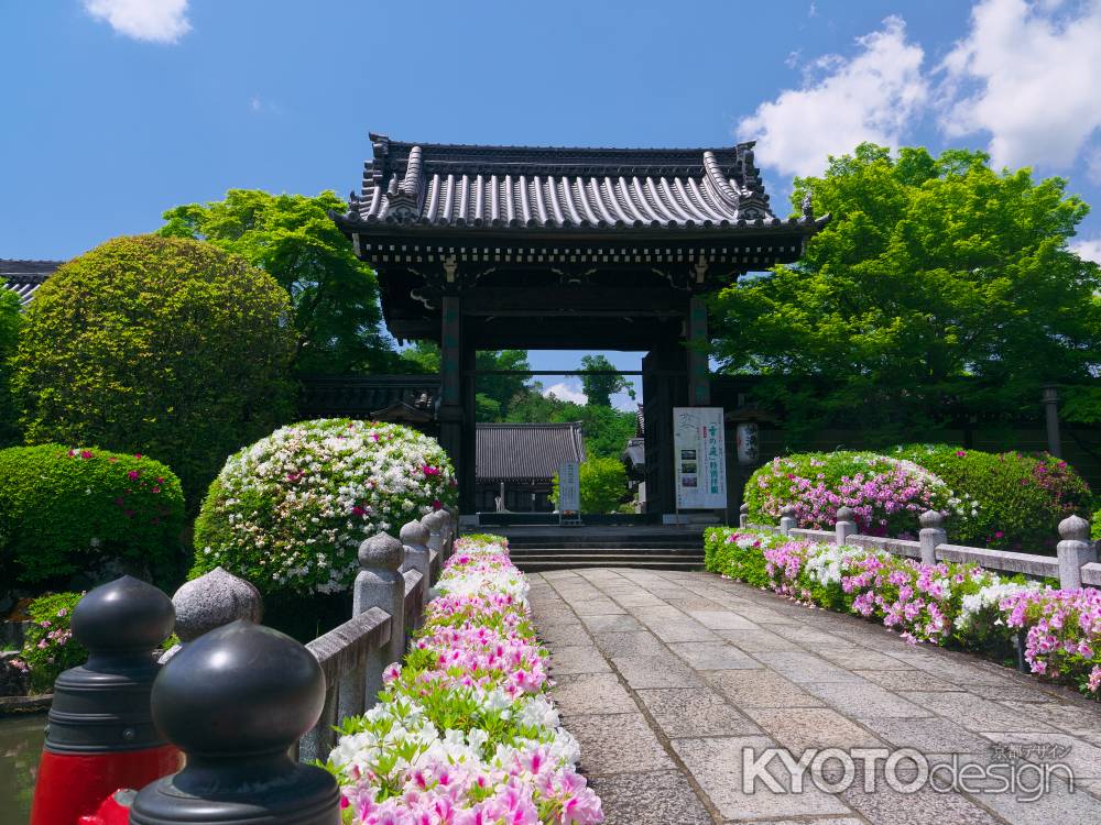 妙満寺山門のつつじ