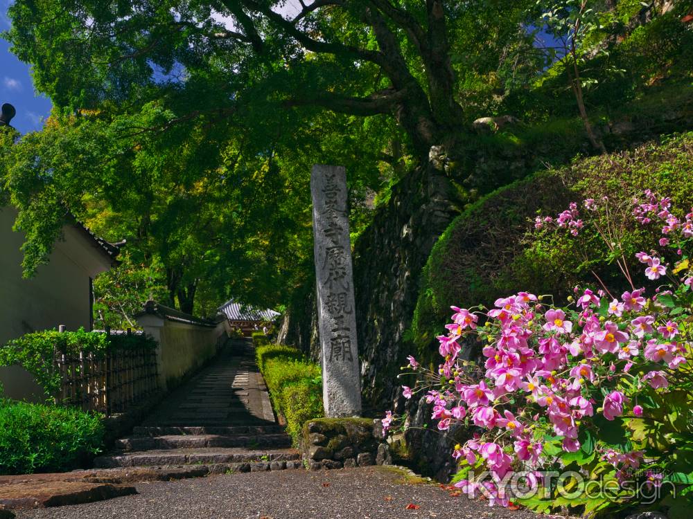 善峯寺の阿弥陀堂へ続く参道の秋明菊