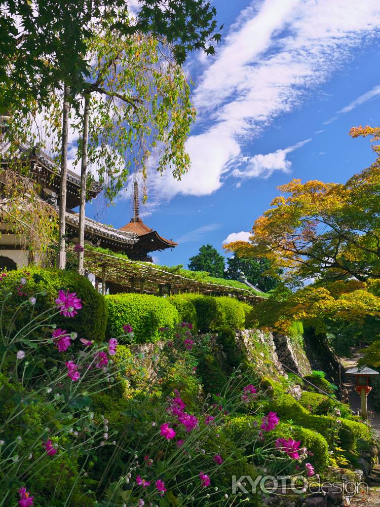 善峯寺の遊龍の松・多宝塔と秋明菊
