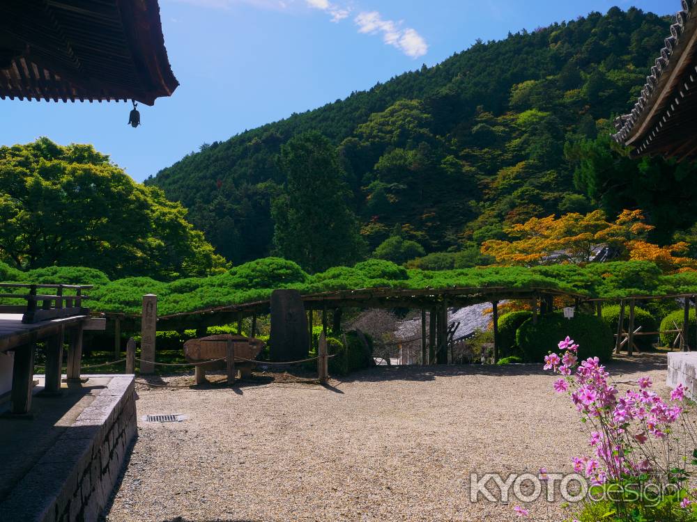 善峯寺の遊龍の松と秋明菊