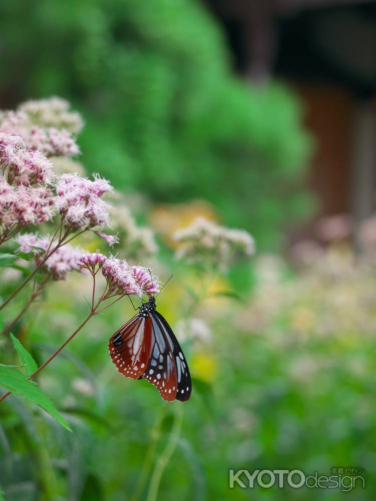 行願寺の藤袴とアサギマダラ
