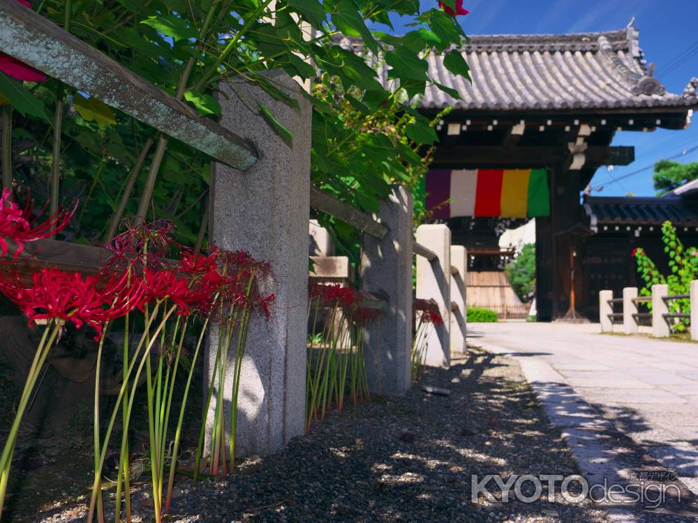 妙蓮寺の彼岸花