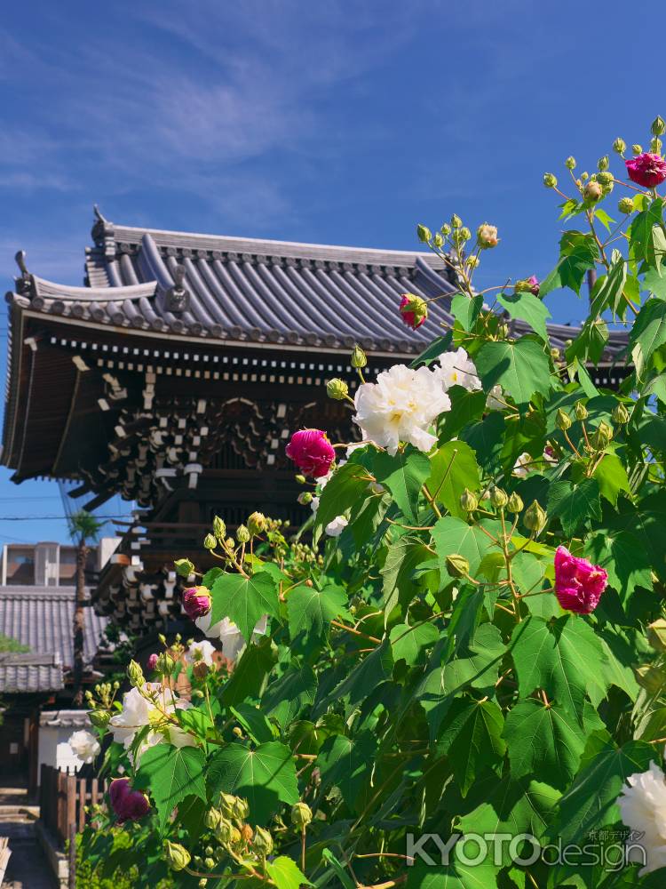 妙蓮寺鐘楼とフヨウ