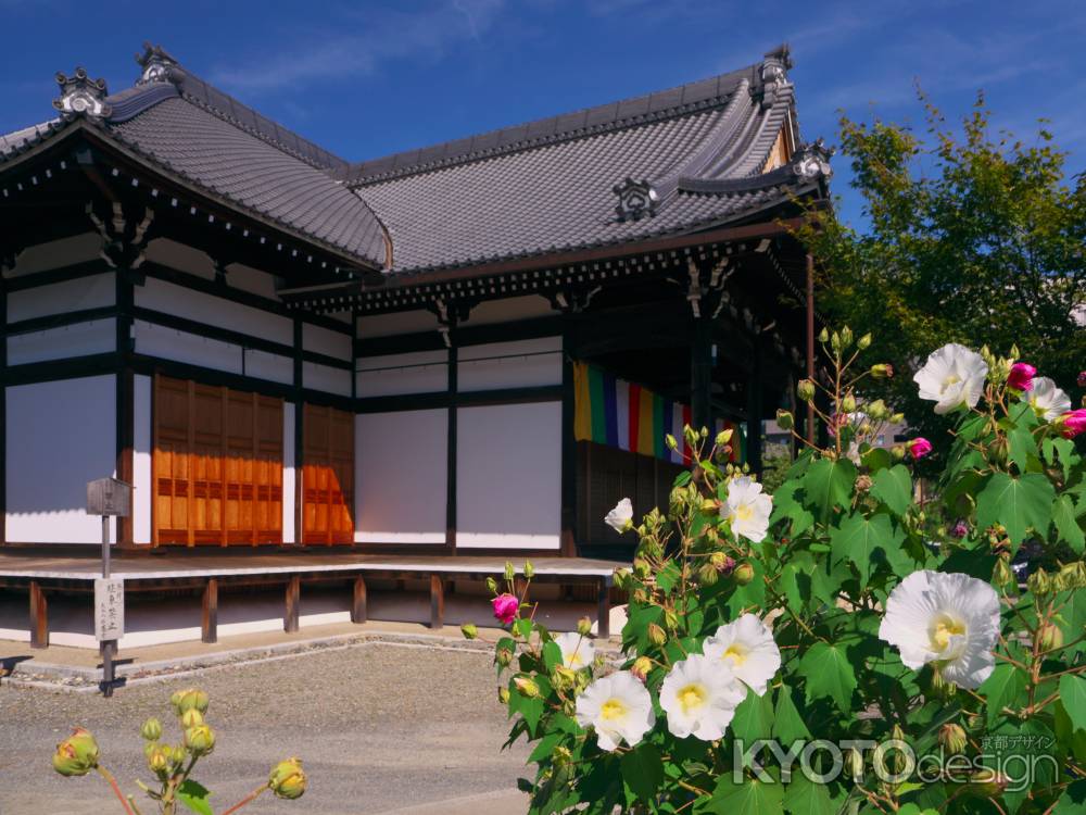 妙蓮寺本堂前のフヨウ