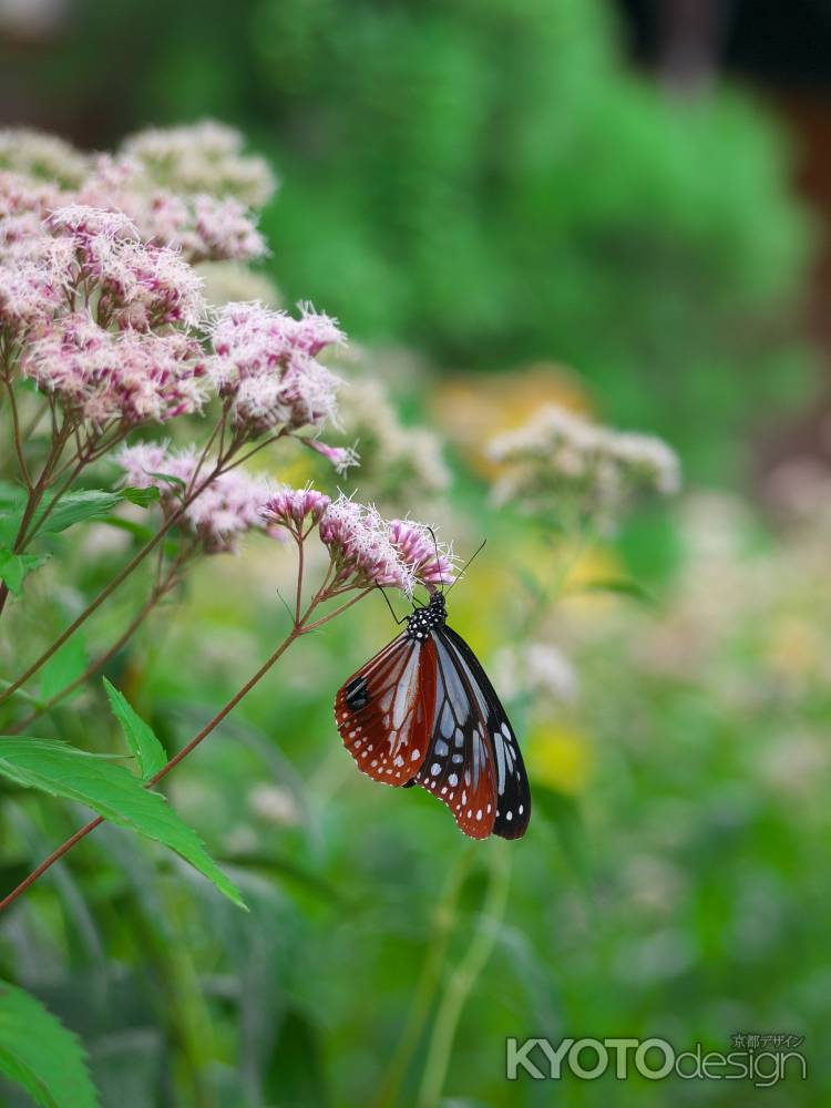 行願寺のアサギマダラ