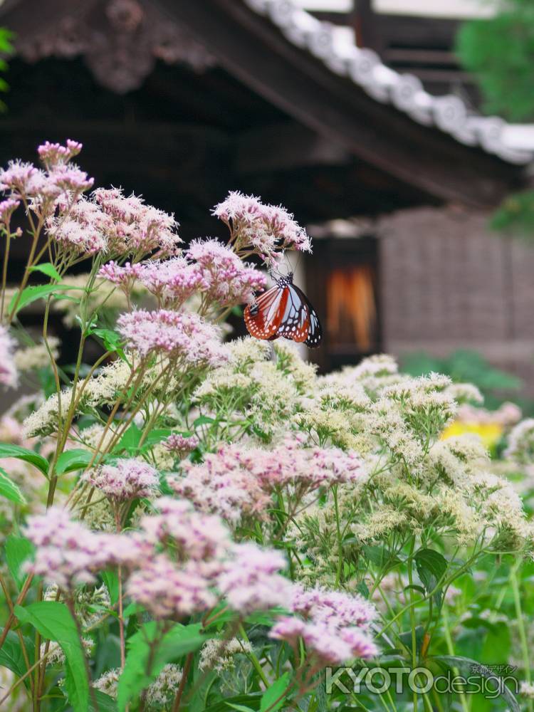 行願寺のフジバカマとアサギマダラ