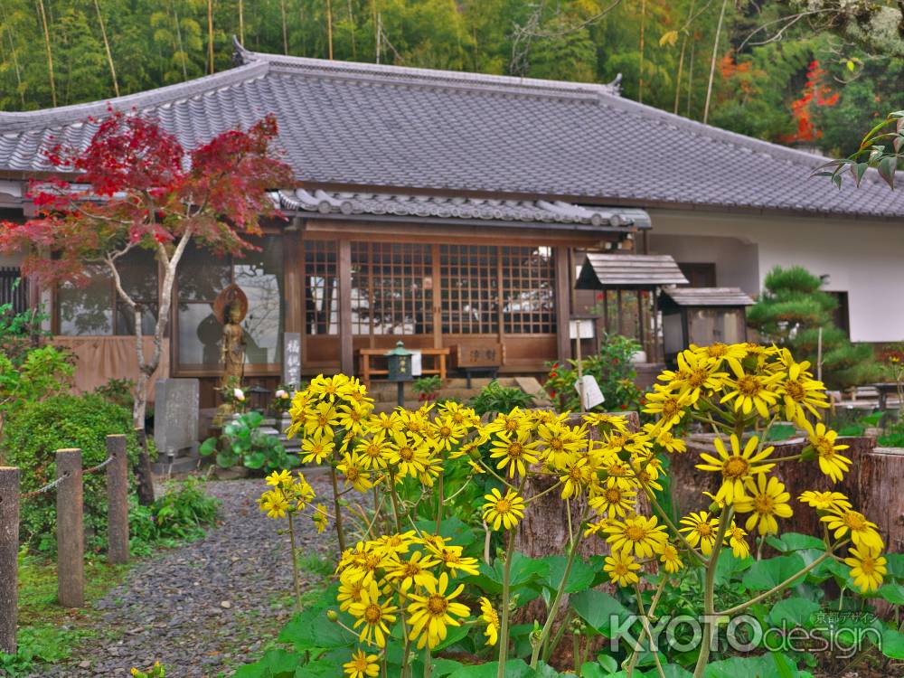 地蔵禅院のツワブキ