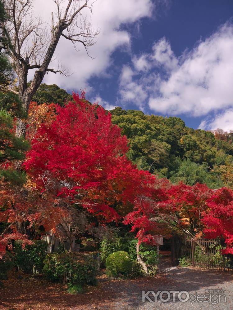 善法律寺の紅葉1