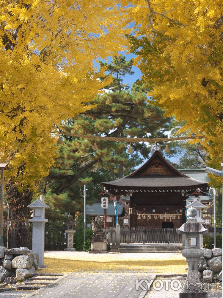 與杼神社の大銀杏
