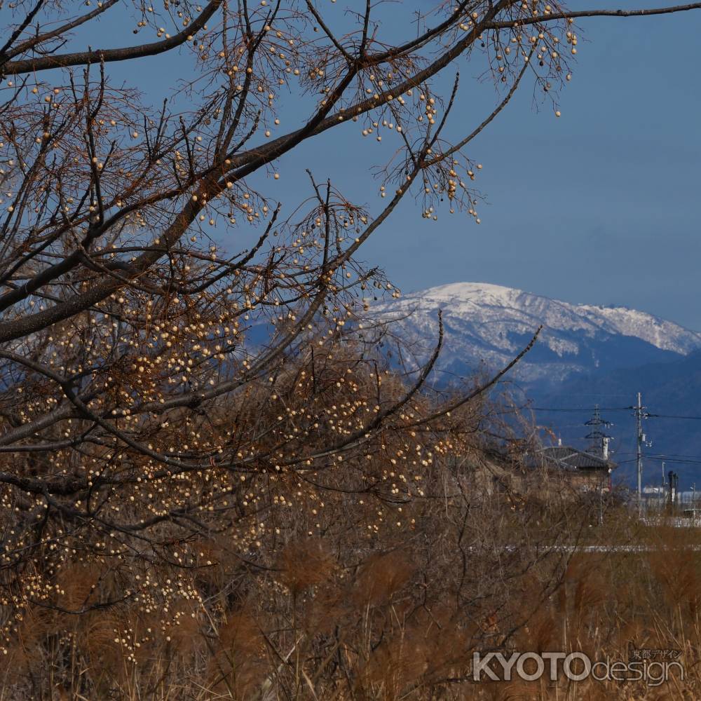栴檀（センダン）と積雪の山並み