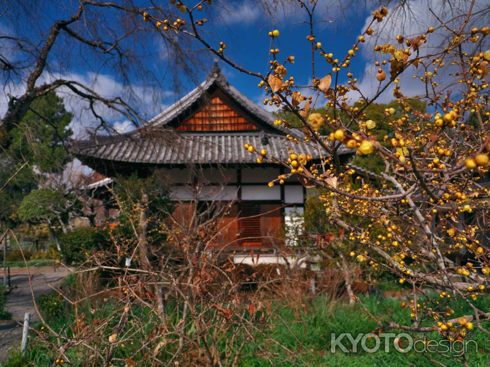 恵心院のロウバイ