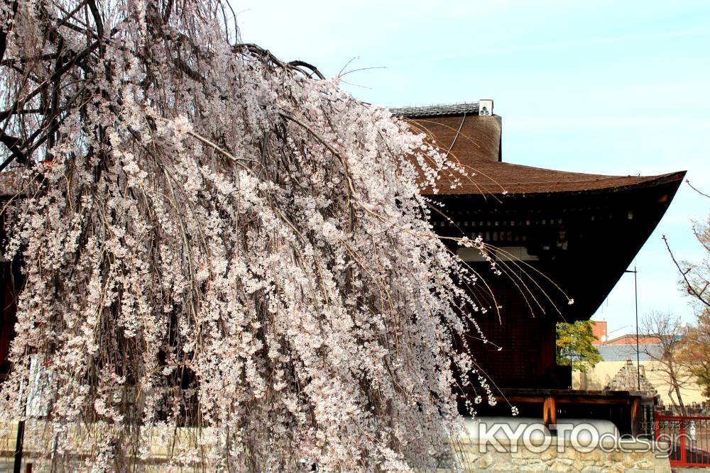 千本釈迦堂の桜
