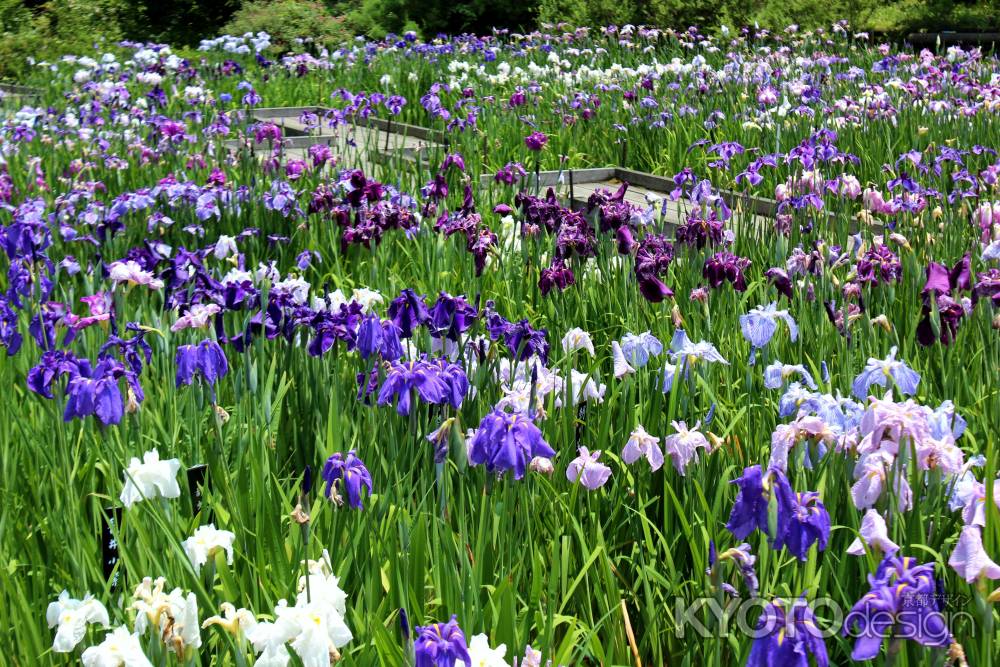 府立植物園のハナショウブ