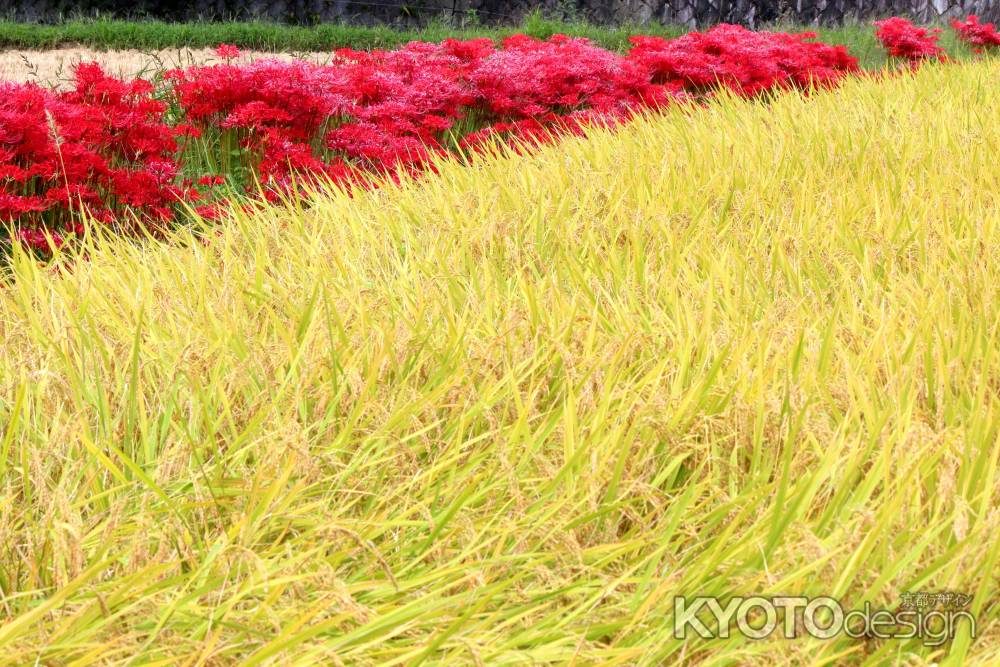 嵯峨野のヒガンバナ