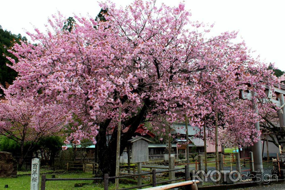 京都一本桜９、黒田百年桜