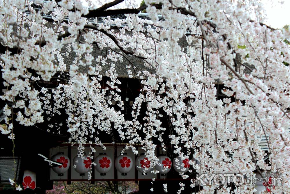 京都一本桜１５、平野神社