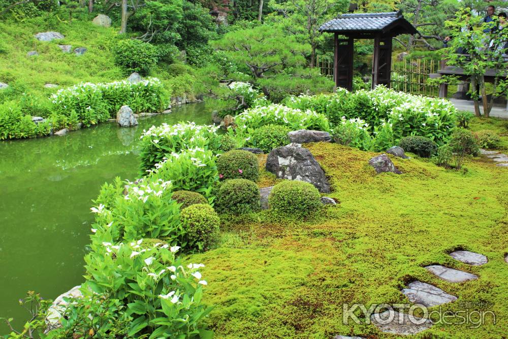 両足院の半夏生