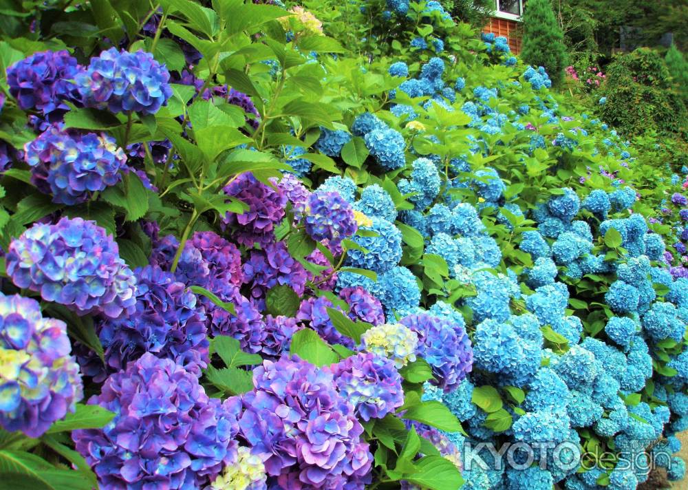 善峯寺のアジサイ２