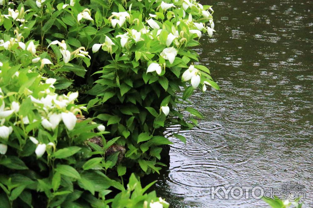 建仁寺両足院の半夏生２