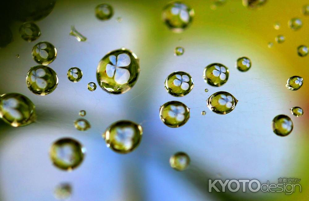 小さなアジサイの世界