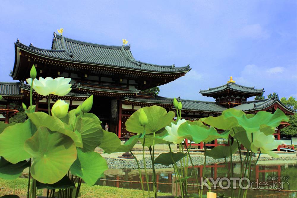 平等院のハス