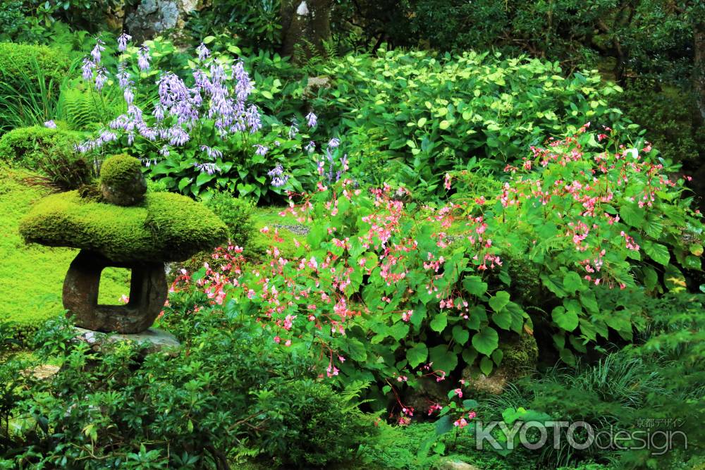 三千院の秋海棠
