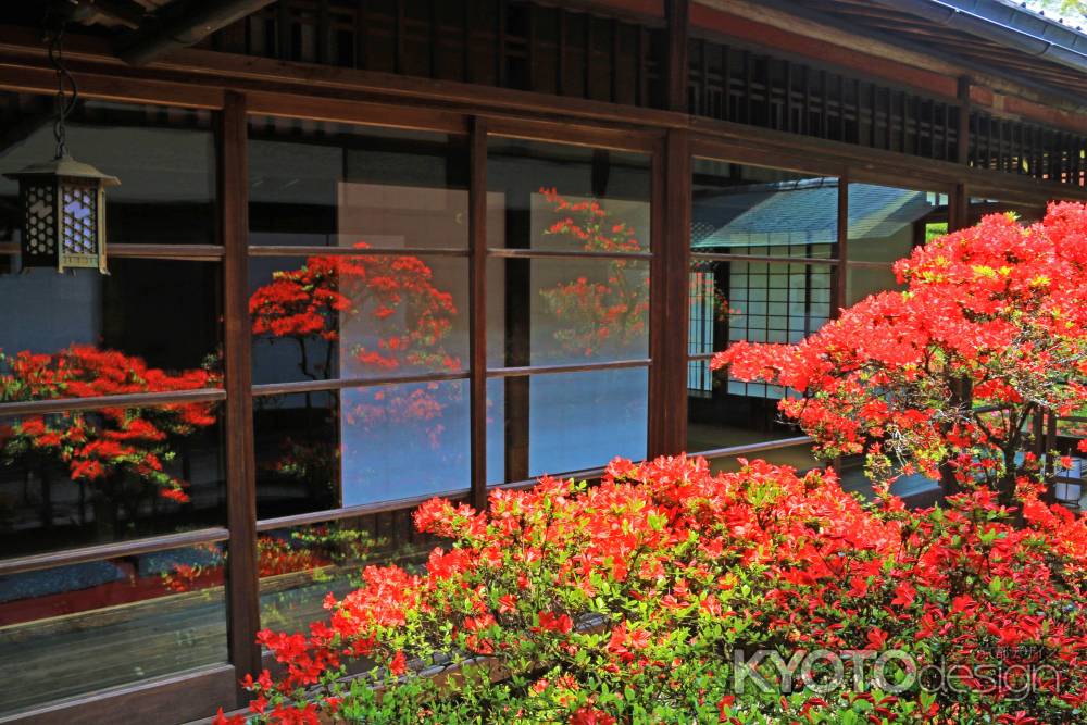 妙心寺大心院のキリシマツツジ