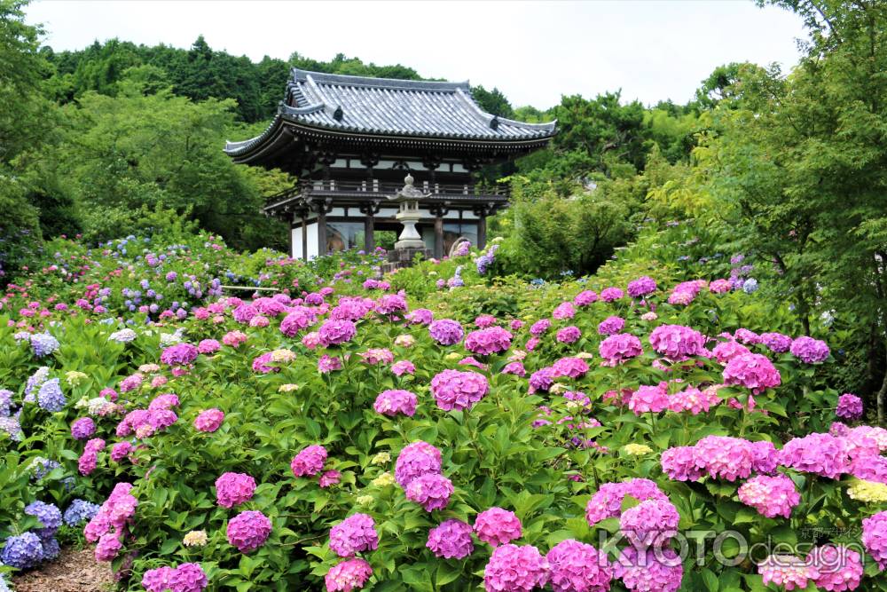 観音寺のアジサイ