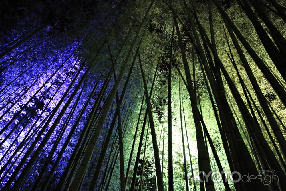 嵐山花灯路2017 嵯峨野竹林２