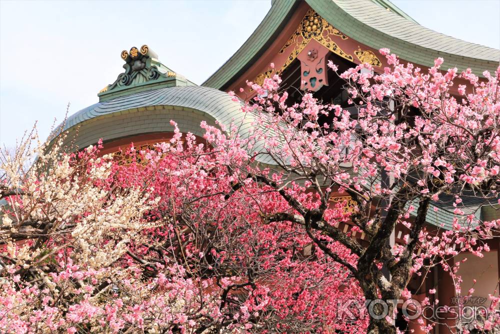 北野天満宮の梅３