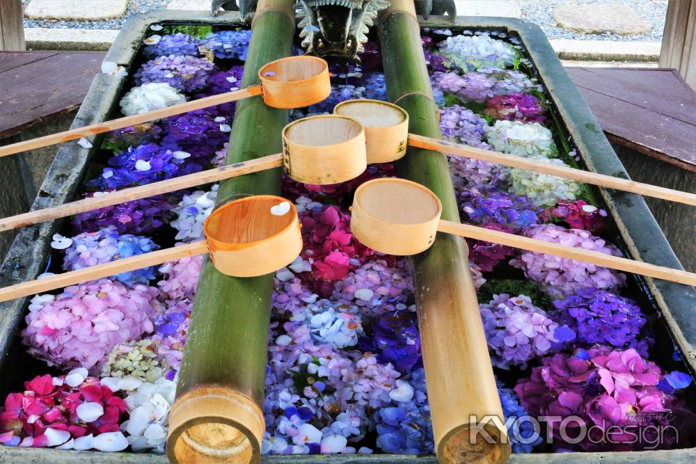 柳谷観音楊谷寺のアジサイ2108-2