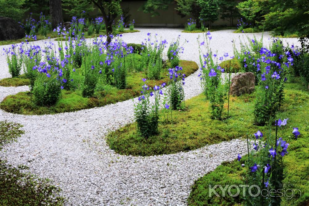 蘆山寺のキキョウ2018
