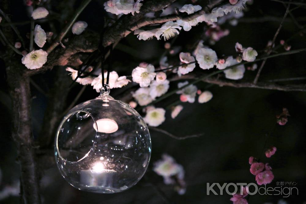 北野天満宮、梅園のライトアップ１