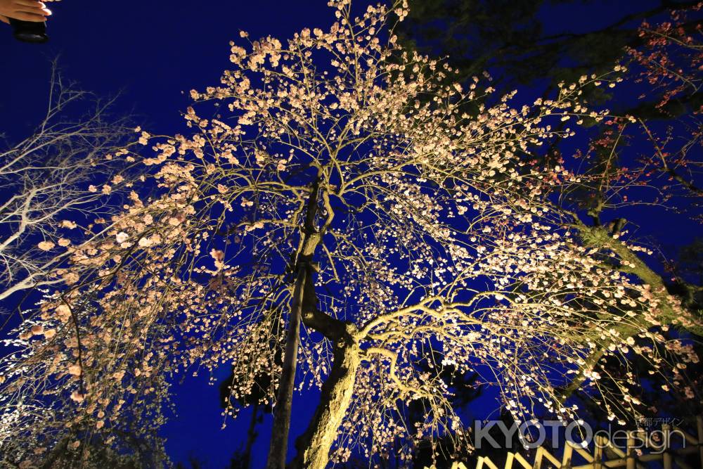 北野天満宮、梅園のライトアップ２