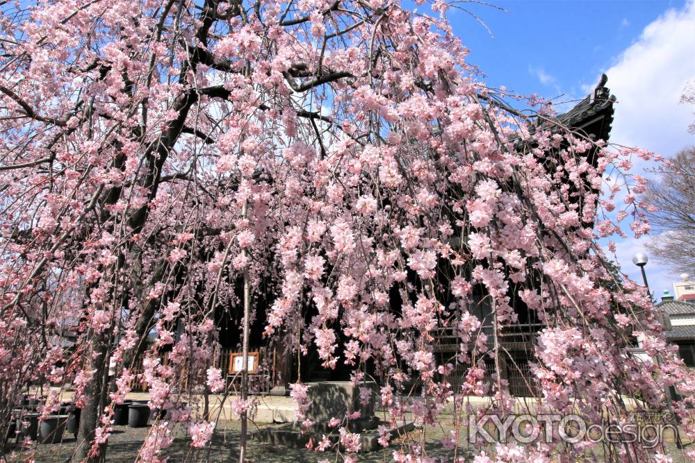 立本寺の枝垂れ桜2019