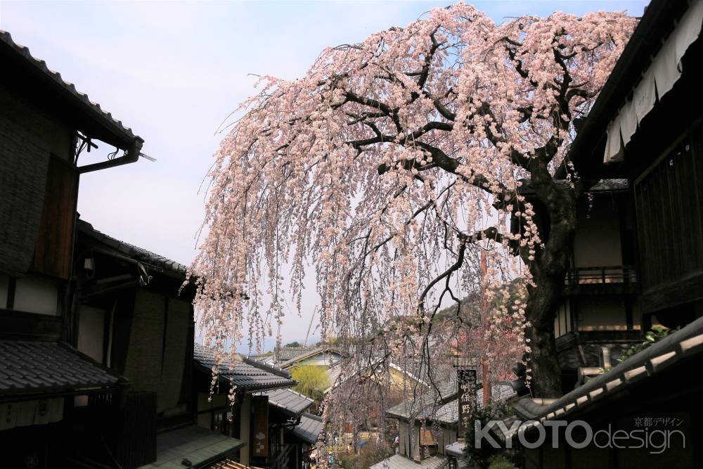 産寧坂の枝垂れ桜2019