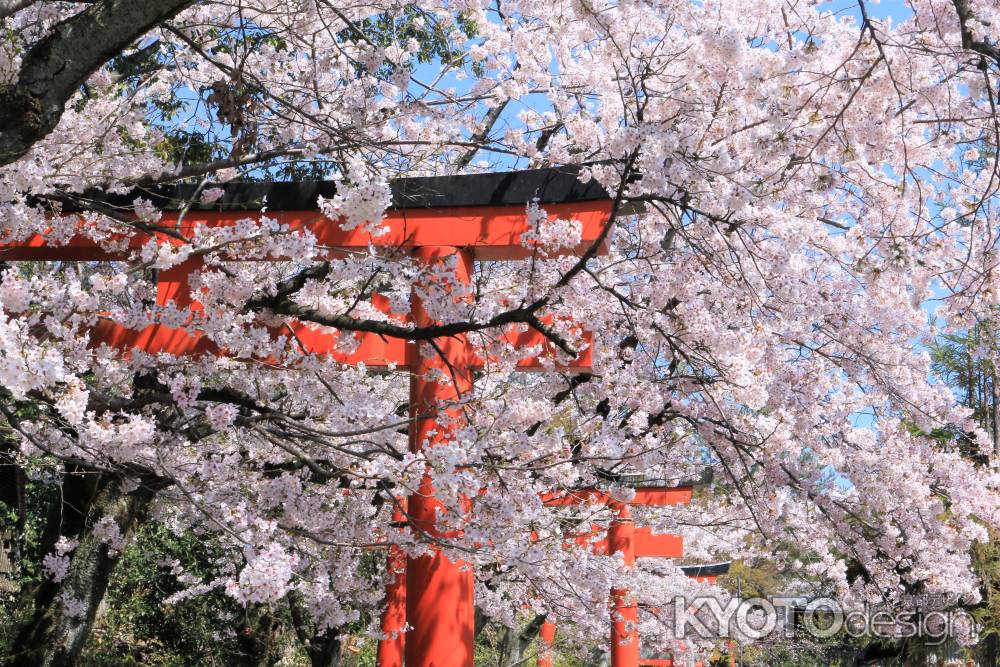 竹中稲荷神社の桜2019