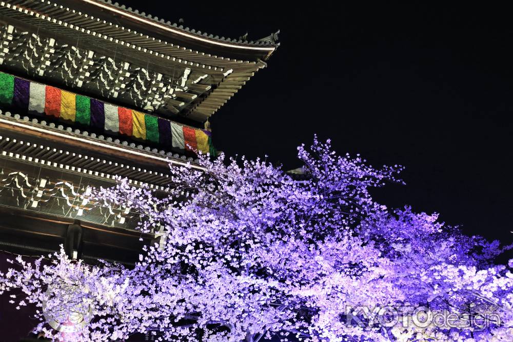 知恩院三門の桜ライトアップ2019