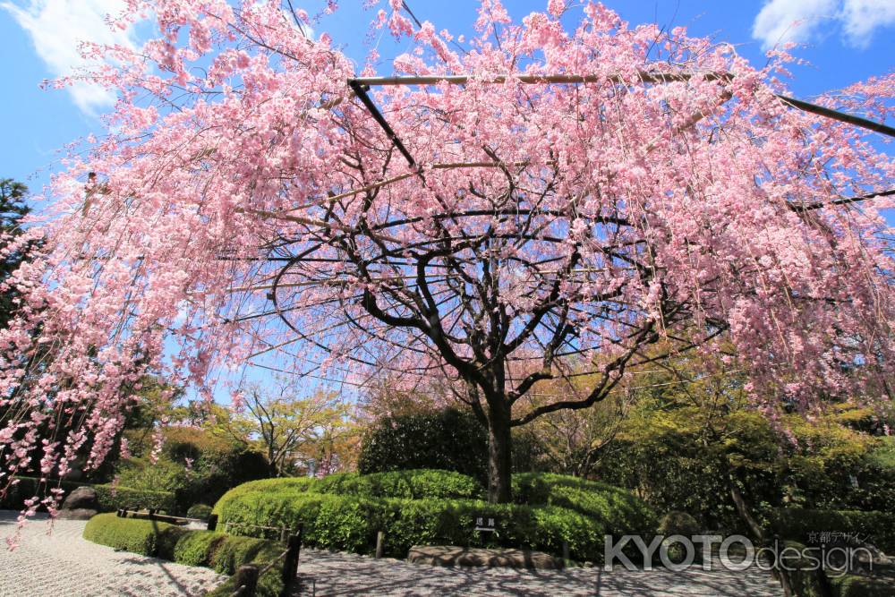 妙心寺退蔵院の桜2019