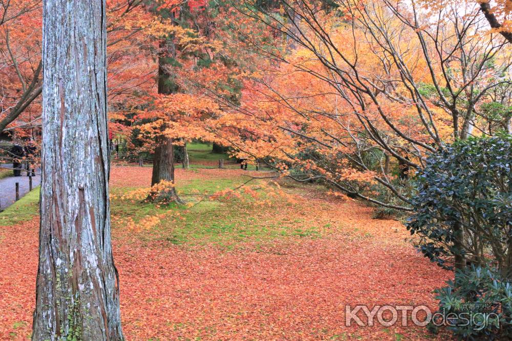 三千院の紅葉2019