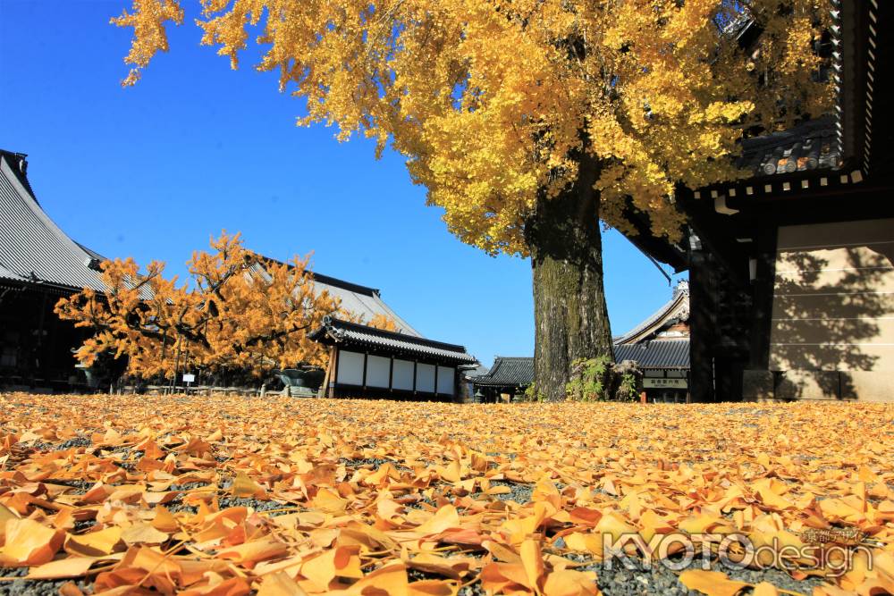 西本願寺のイチョウ