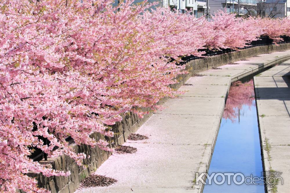 淀水路の河津桜2020
