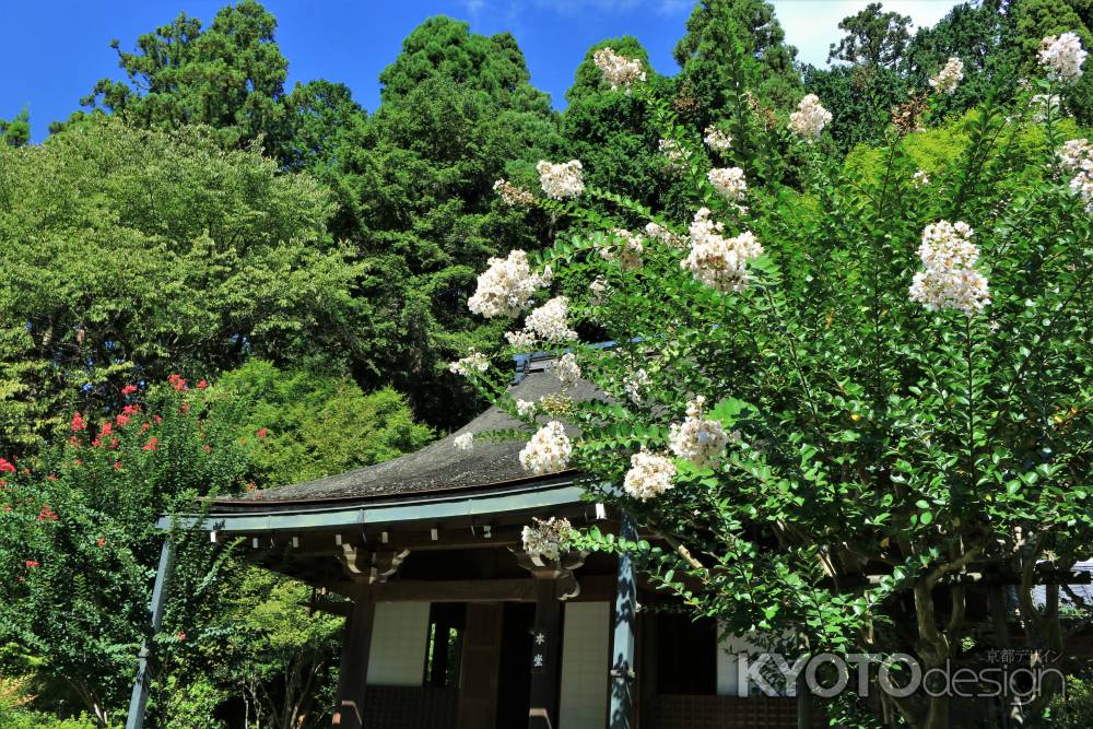 寂光院の百日紅