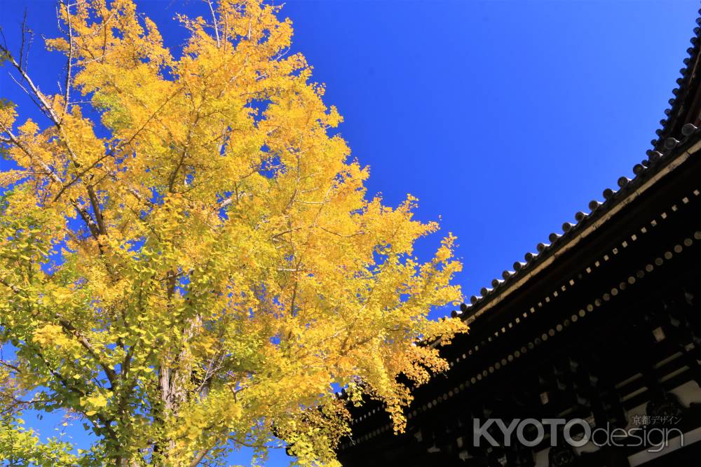 金戒光明寺、イチョウの色づき