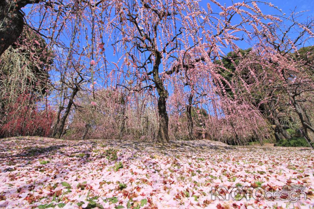 城南宮の梅2021-2