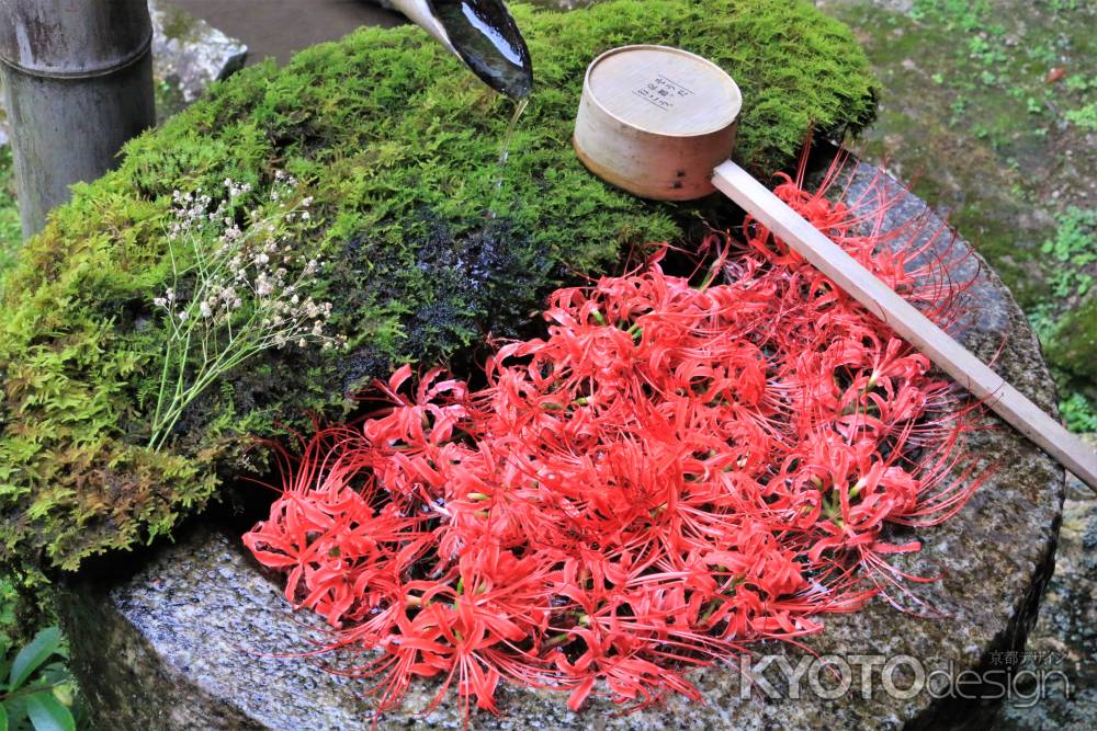 柳谷観音の彼岸花花手水2021